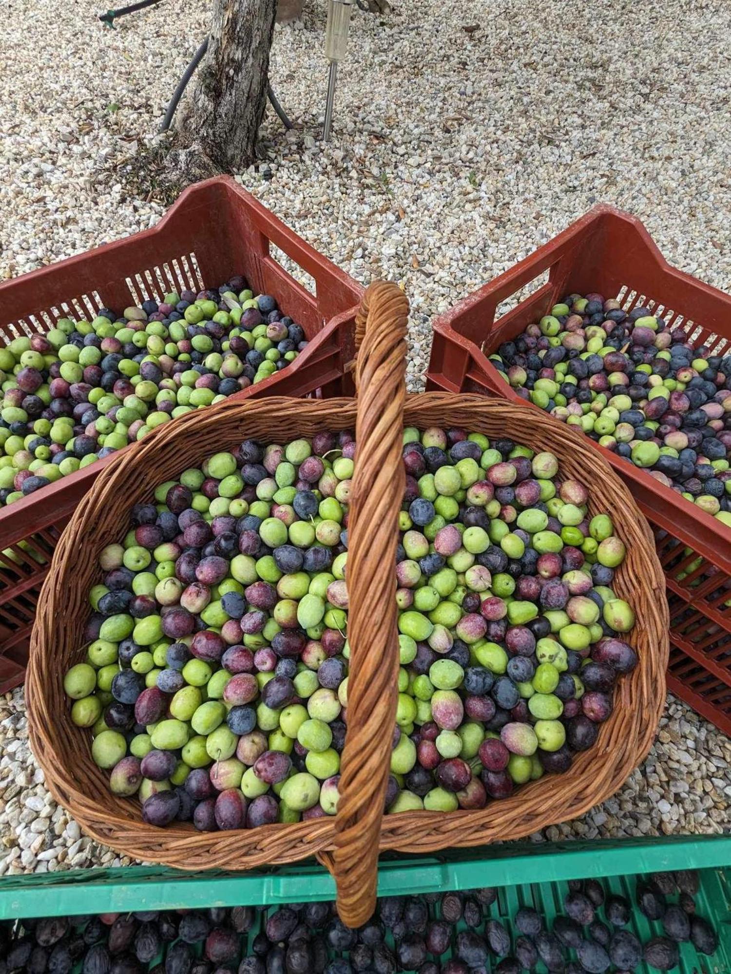 L'Oliveraie Robion en Luberon Eksteriør billede